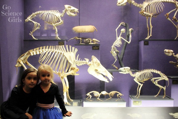 Animal skeletons at the Australian Museum