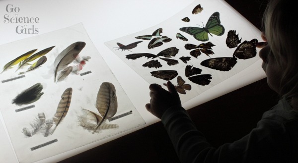Butterfly wings and feathers on the light table