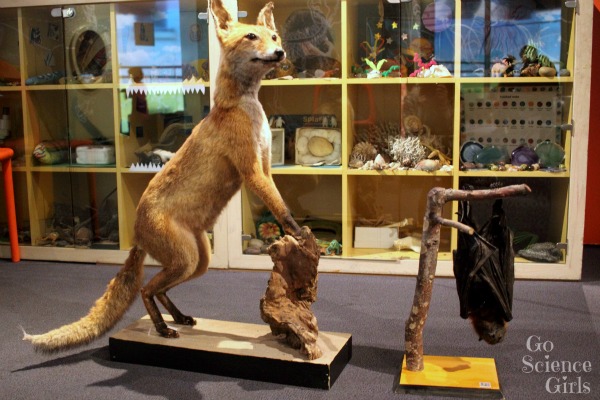 Taxidermied dingo and fruit bat