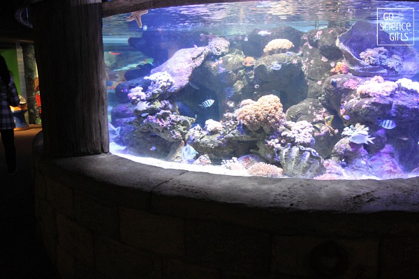 Aquarium at Manly Sea Life Sanctuary