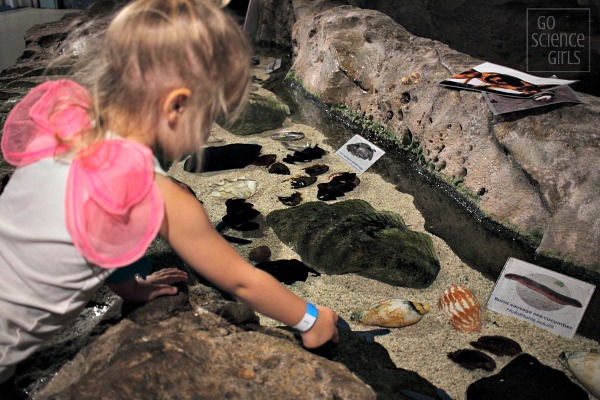 Exploring the hands-on rockpools