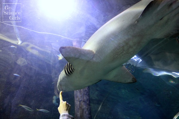 Looking at sharks at Manly Aquarium
