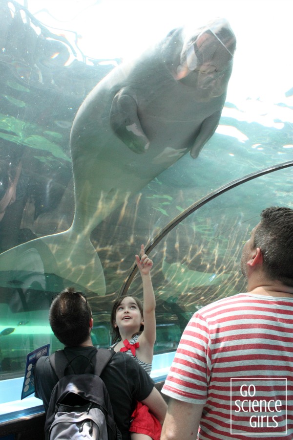 Seeing a dugong at Sydney Aquarium