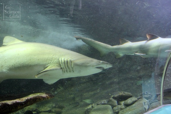 Sharks at Manly Aquarium