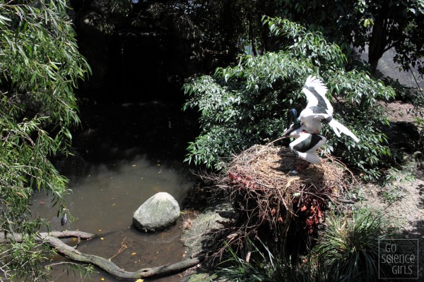 Breeding pair of black-necked storks