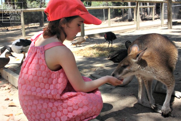 Feeding a wallaby