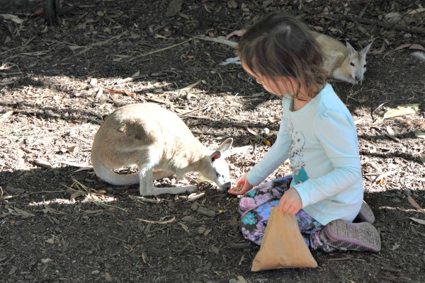 Feeding an albino wallaby