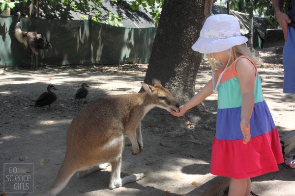 Feeding wallabies