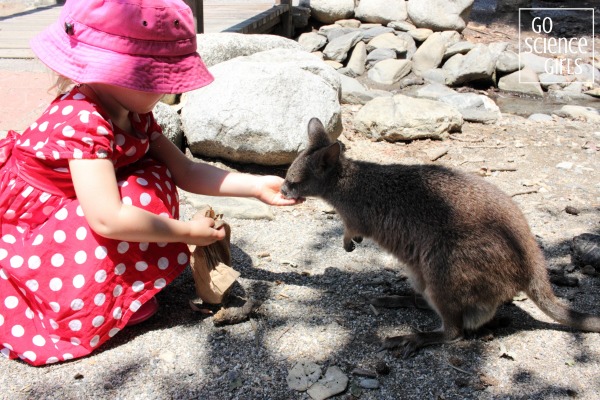 Hand-feeding a wallaby