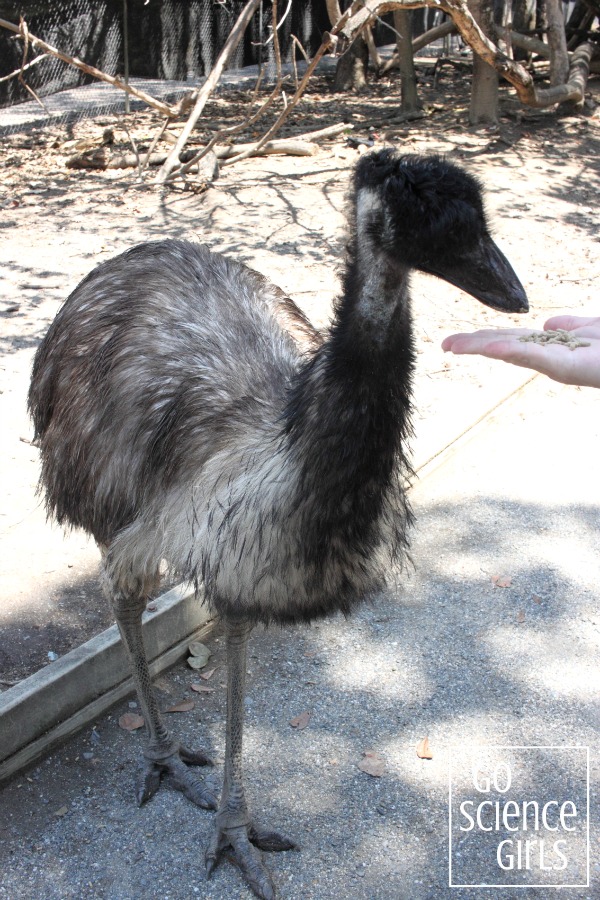 Hand-feeding an emu