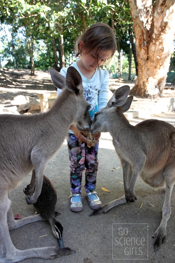 Hand feeding kangaroos