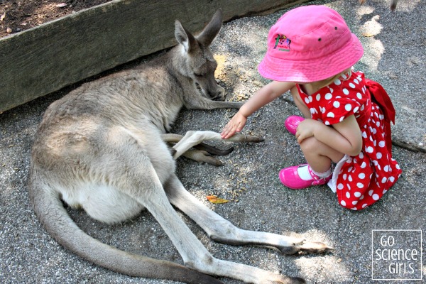 Patting the leg of a joey sticking out of it's mother's pouch