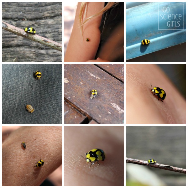 Collage of photos of the fungus-eating ladybird, including adult, pupa and larva images.