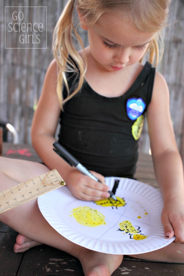 Drawing a ladybird lifecycle