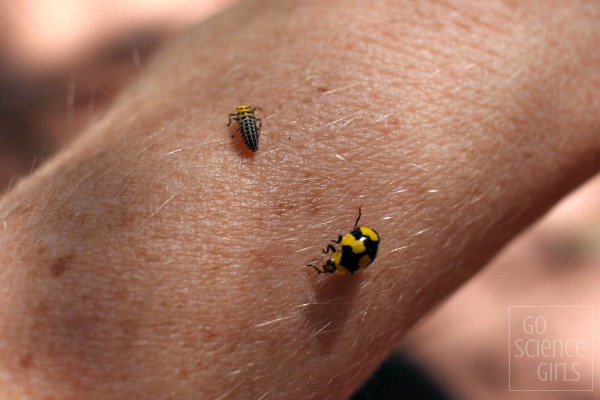 Fungus-eating ladybird adult and larva