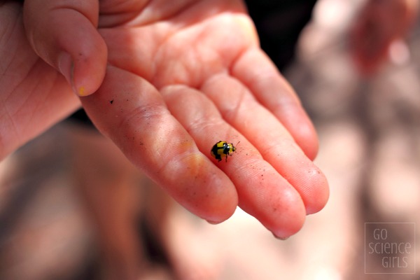 eating ladybird - yellow and zigzaged, instead of red and spotty