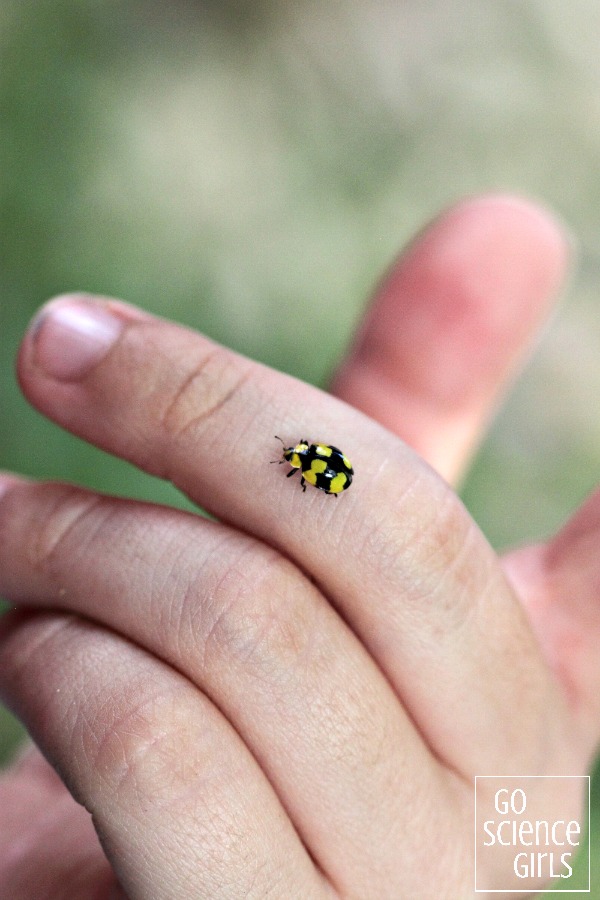 Fungus-eating ladybird