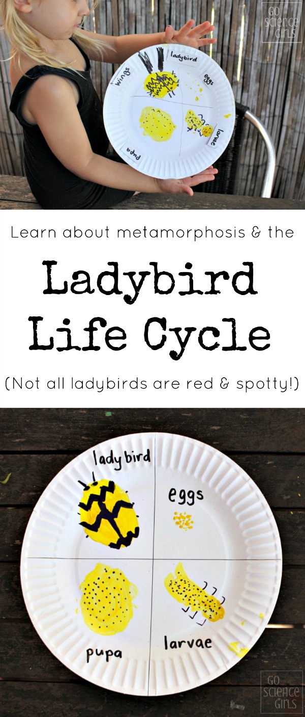 Ladybird life cycle craft - learn about metamorphosis, and that not all ladybugs are red and spotty!