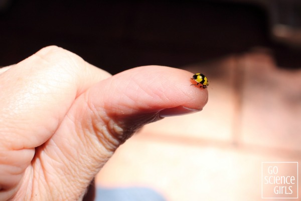 Lifecycle of the fungus-eating ladybird eggs, larva, pupa and adult