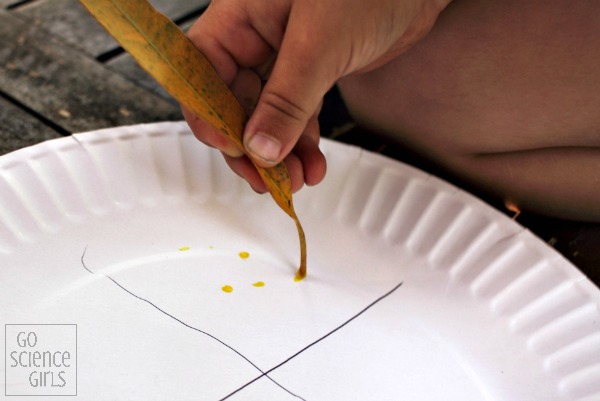 Painting ladybird eggs with a leaf