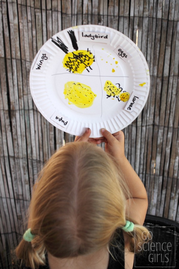 Paper plate lifecycle of the fungus-eating ladybird - nature study activity for kids.