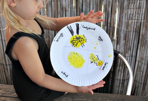 Paperplate lifecycle of the fungus-eating ladybird (ladybug)- fun nature study activity for preschoolers and up!