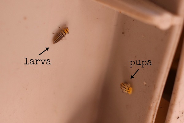 larva and pupa of the fungus-eating ladybird