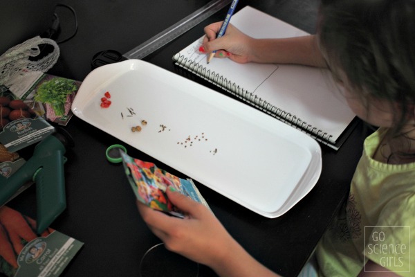 Comparing seeds - nature study science activity for kids