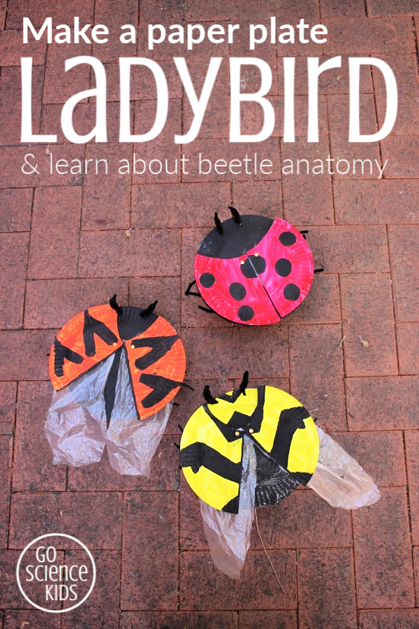 Make a paper plate ladybird and learn about beetle anatomy
