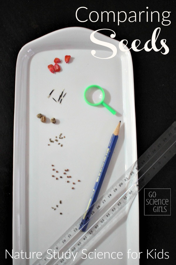Studying and comparing vegetable and flower seeds - fun spring nature study science activity for kids