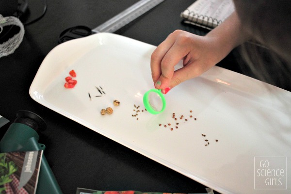 Studying and comparing vegetable seeds - fun nature study science activity for kids