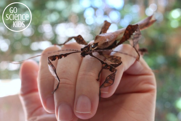 Adult spiny leaf insect (phasmid)