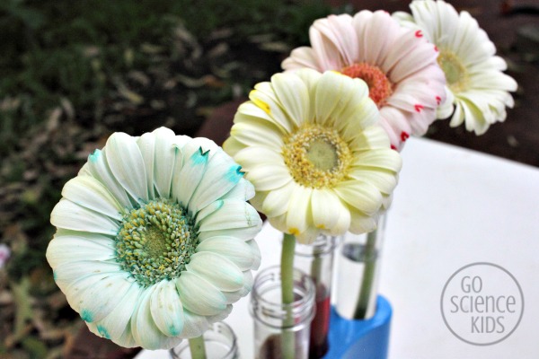 Colour Changing Flowers Experiment Go Science Kids