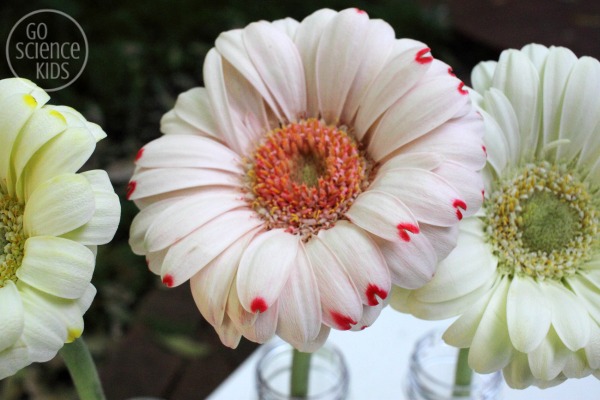 Colour Changing Flowers Experiment Go Science Kids