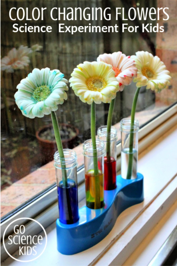 Color Changing Flowers science experiment for kids
