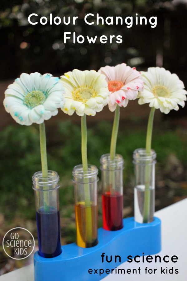 Colour changing flowers - fun science experiment for kids