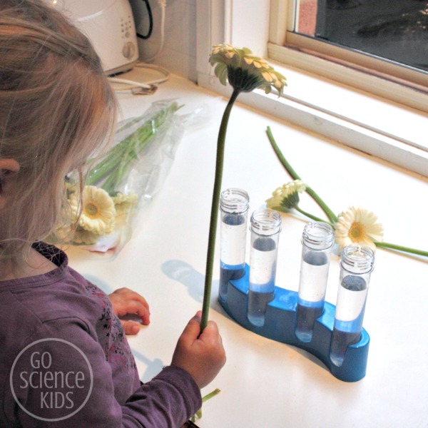 getting ready to dye the gerberas