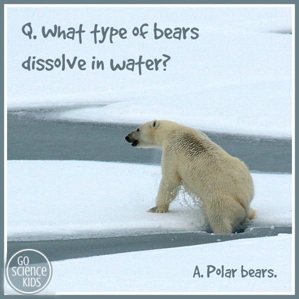 What type of bears dissolve in water science joke for kids
