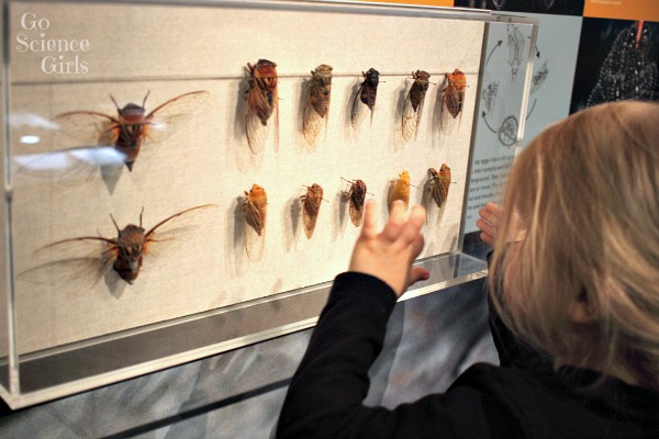 Natural history at the Australian Museum