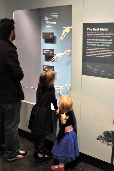 Skeletons of prehistoric birds at The Australian Museum