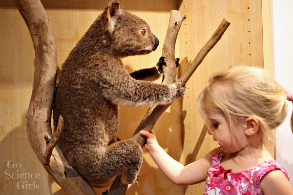 Taxidermied koala at the Australian Museum