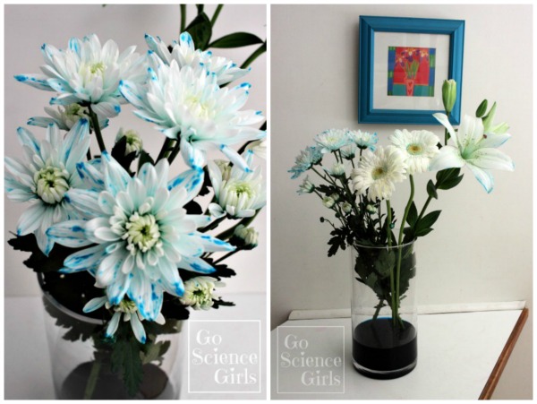 Adding blue colour to white flowers