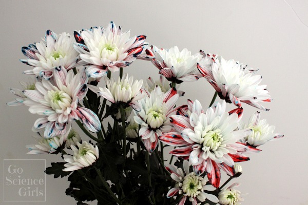 Red white and blue flowers