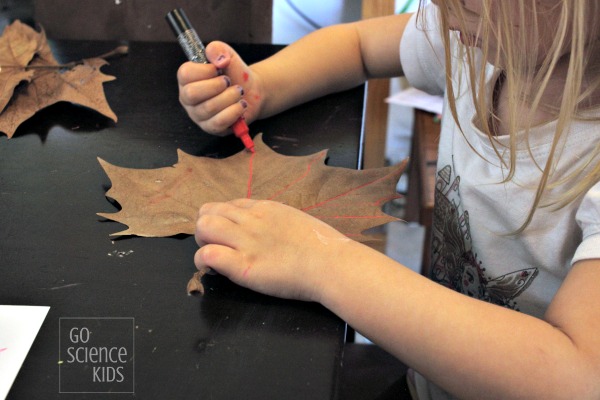 Learning about leaf biology - tracing leaf veins