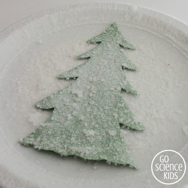 Making a snowy fir tree with salt crystals