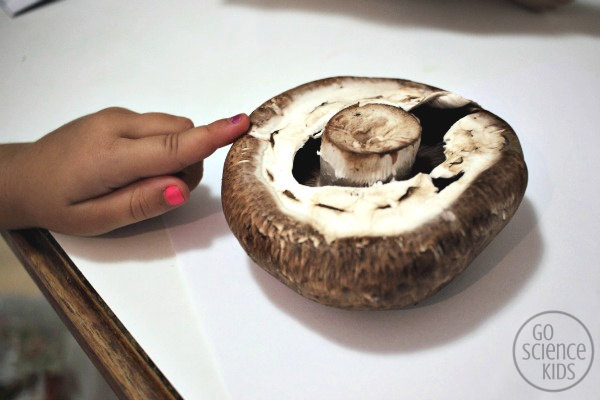 Field mushroom
