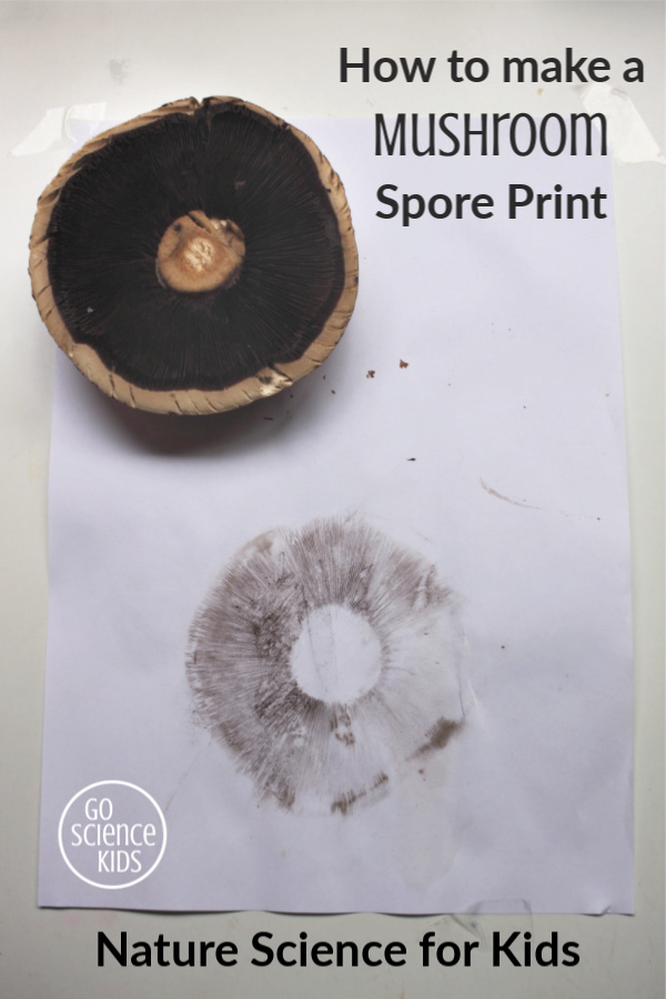 How to make a mushroom spore print - nature science for kids