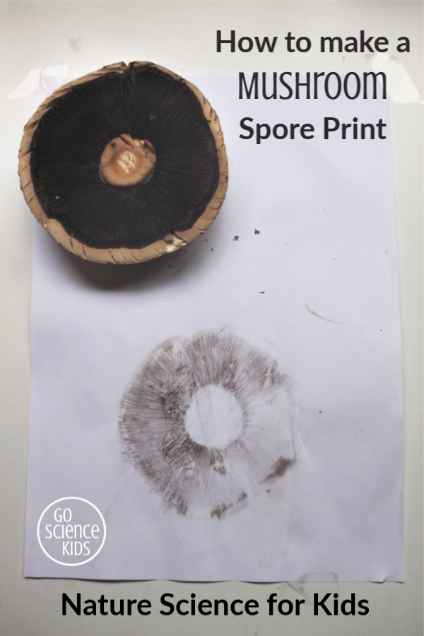 spore mushroom