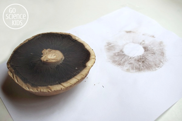 spore print mushroom