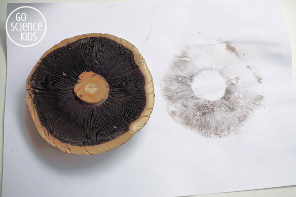 making mushroom spore prints